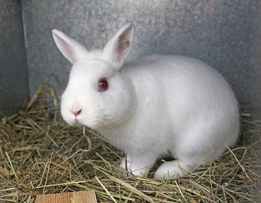 rabbit, hare, cute, rodent, animal, dwarf rabbit, color dwarf, ermine, white, albino