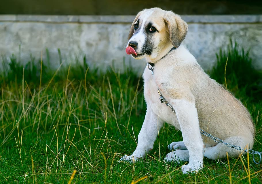 leonado, blanco, cachorro de pastor anatolio, correa, sentado, hierba, perro, mascotas, mira al perro, la nariz