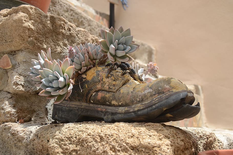 shoe, stone, plant, vintage, solid, nature, close-up, succulent plant, rock, rock - object