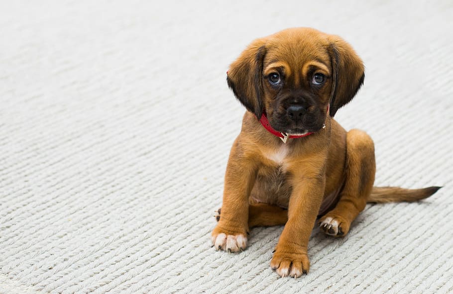 smooth-coated, tan, mastiff puppy, sitting, floor, short, coated, brown, puppy, animals