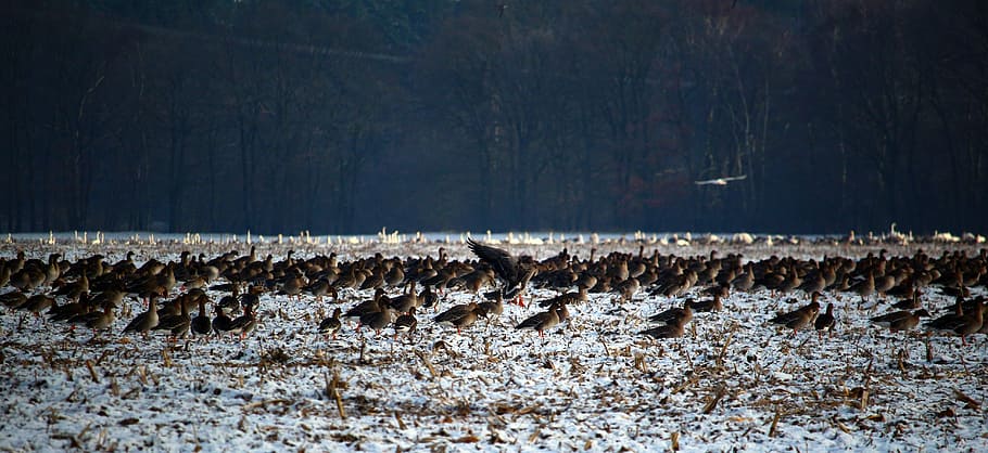 wild geese, flock of birds, winter, snow, migratory birds, swarm, geese, birds, wild goose, bird