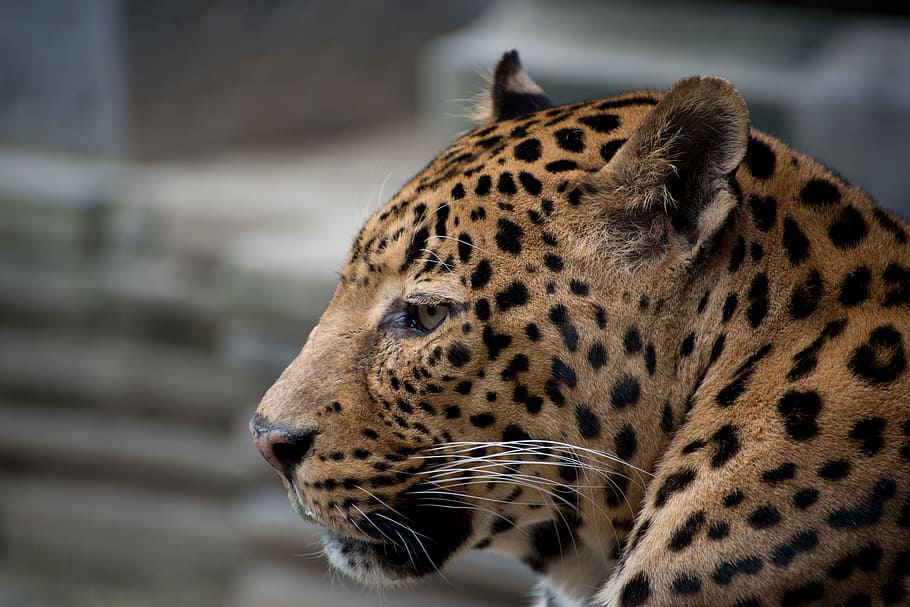 macro shot photography, leopard, pairi daiza, panther, cougar, one animal, animal themes, animal, mammal, big cat