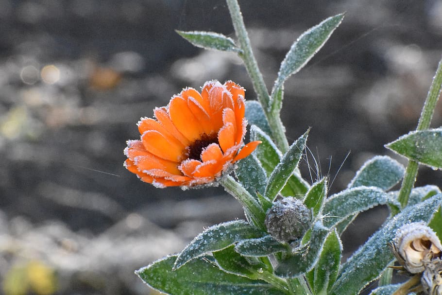 autumn, leann, frost, flower, calendula, red, flowering plant, plant, growth, beauty in nature