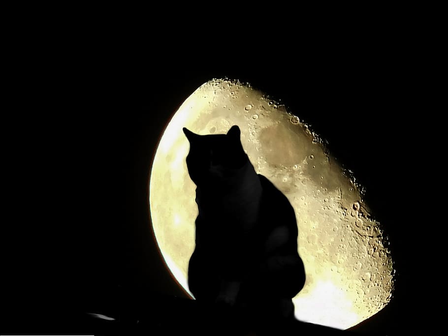 silhouette photo, cat, moon, halloween, night, sky, night sky, fence, sit, moonlight