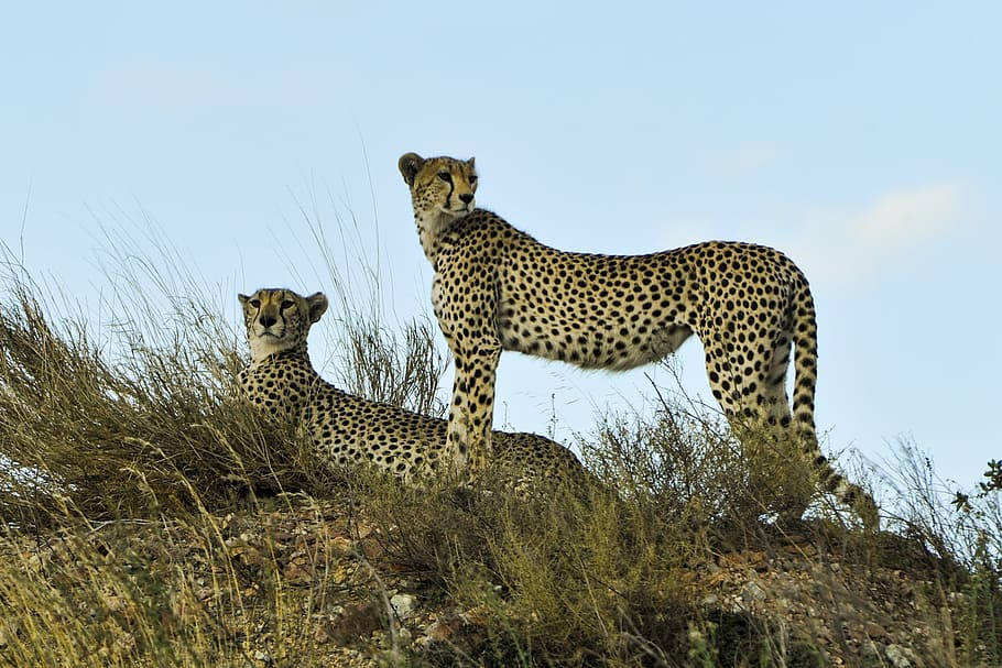 two, cheetah, grass field, blue, calm, sky, cheetahs, watching, resting, wildlife
