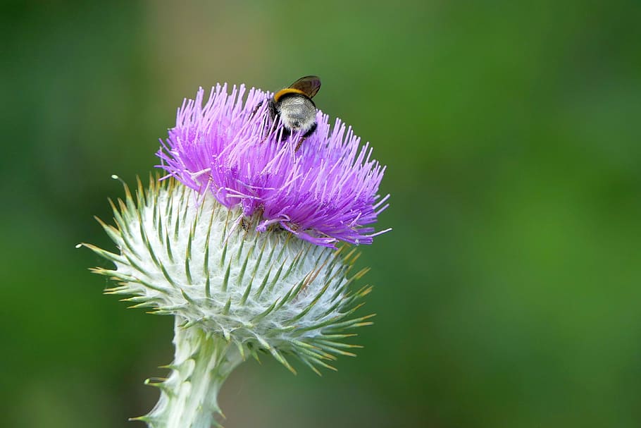 大工蜂, 腰掛け, 紫, 花, クローズアップ写真, 昼間, アザミ, 昆虫, 自然, クローズアップ