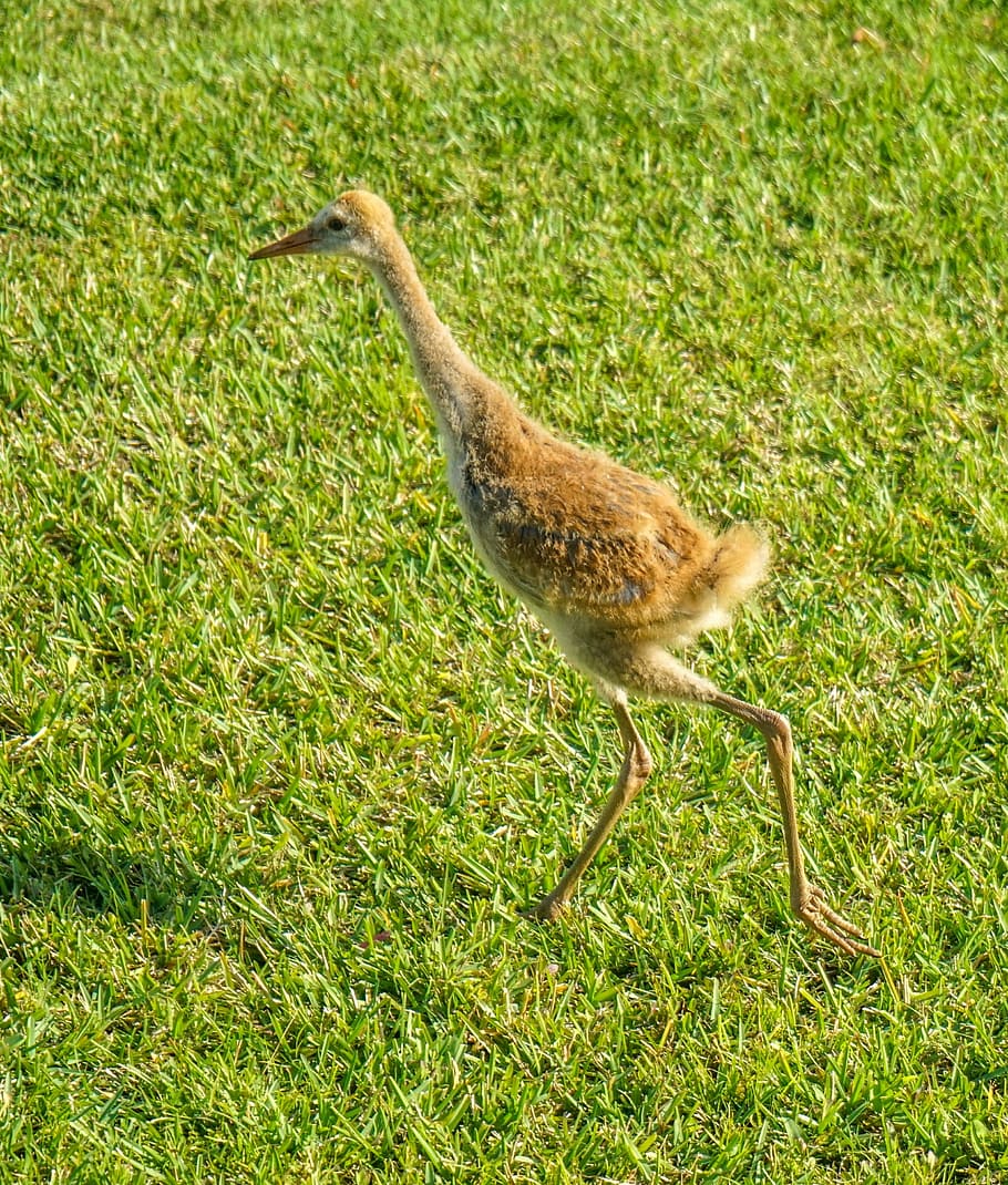 sand hill cranes, baby, nature, outdoors, beak, avian, birdwatching, feathered, ornithology, bird