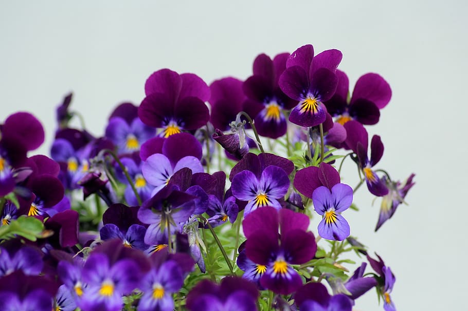 pansies, flowers, violet, spring, nature, the petals, plant, blooming, decorative, flowering plant