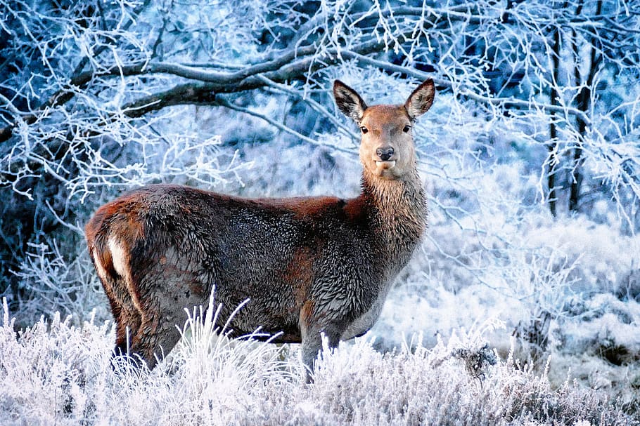 photograph, brown, animal, standing, white, plant, coated, snow, deer, winter