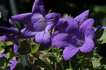 Página 2 | Fotos flores de campana púrpura libres de regalías | Pxfuel