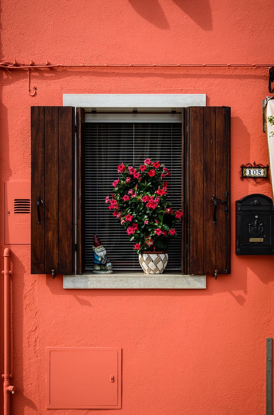 red, dipladenia flower, potted, plant, window, orange, painted, wall, Dipladenia, flower