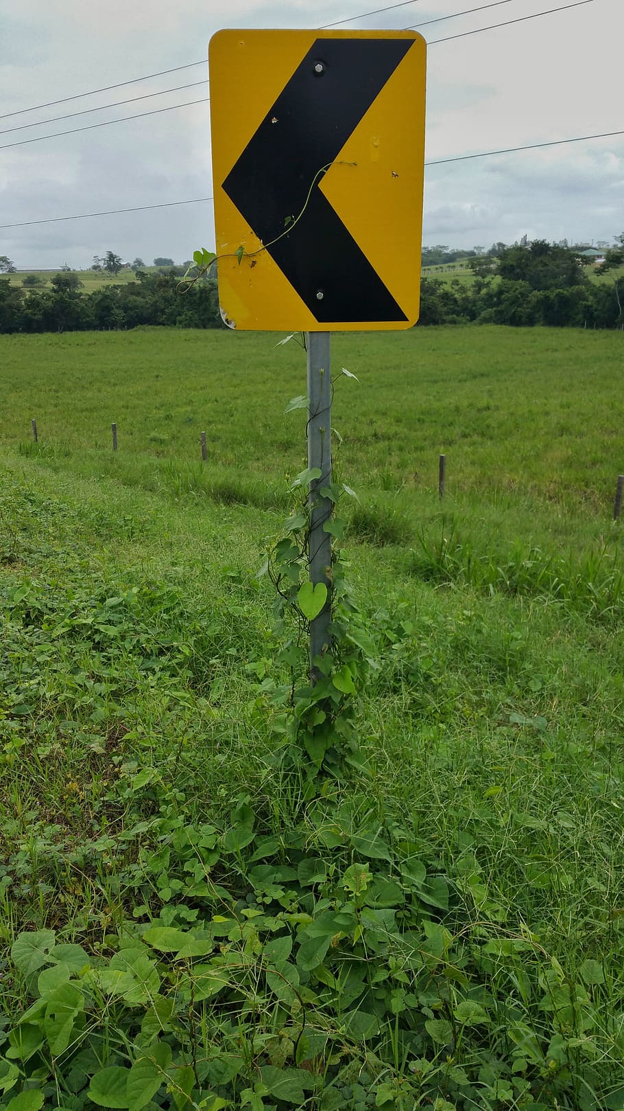 road signs, yellow, reflector, pointer, vines, grass, sky, belize, spanish lookout, plant