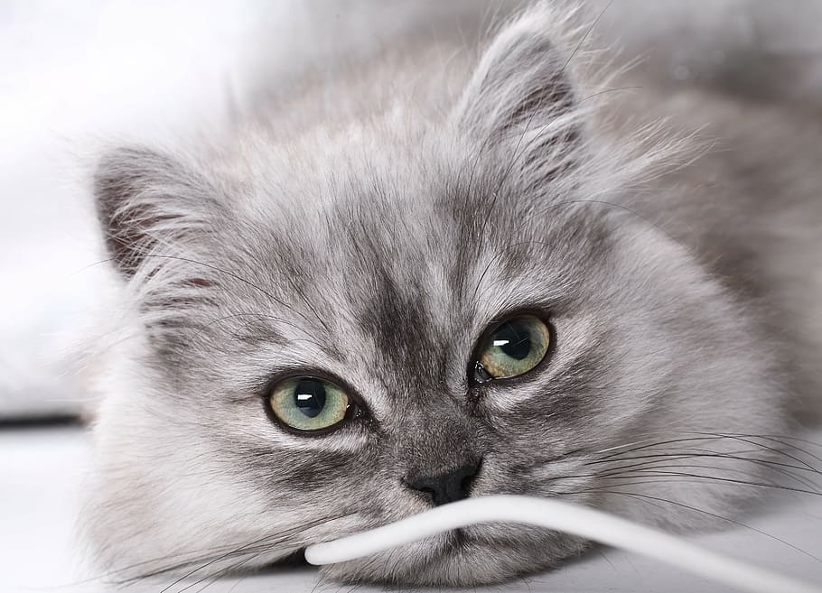 descanso gato cinzento, gatinho, janjira, olho, mao, bonitinho, moe, linha, um animal, temas animais