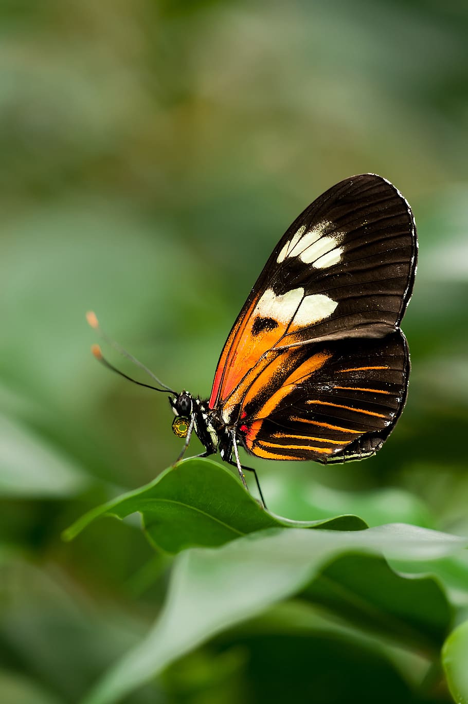 black, brown, butterfly, perched, green, leaf, closeup, heliconius, melpomene, exotic