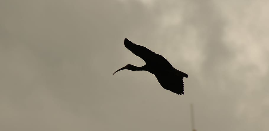 nature, birds, circassia, quindio, colombia, animal wildlife, animal, animal themes, animals in the wild, vertebrate