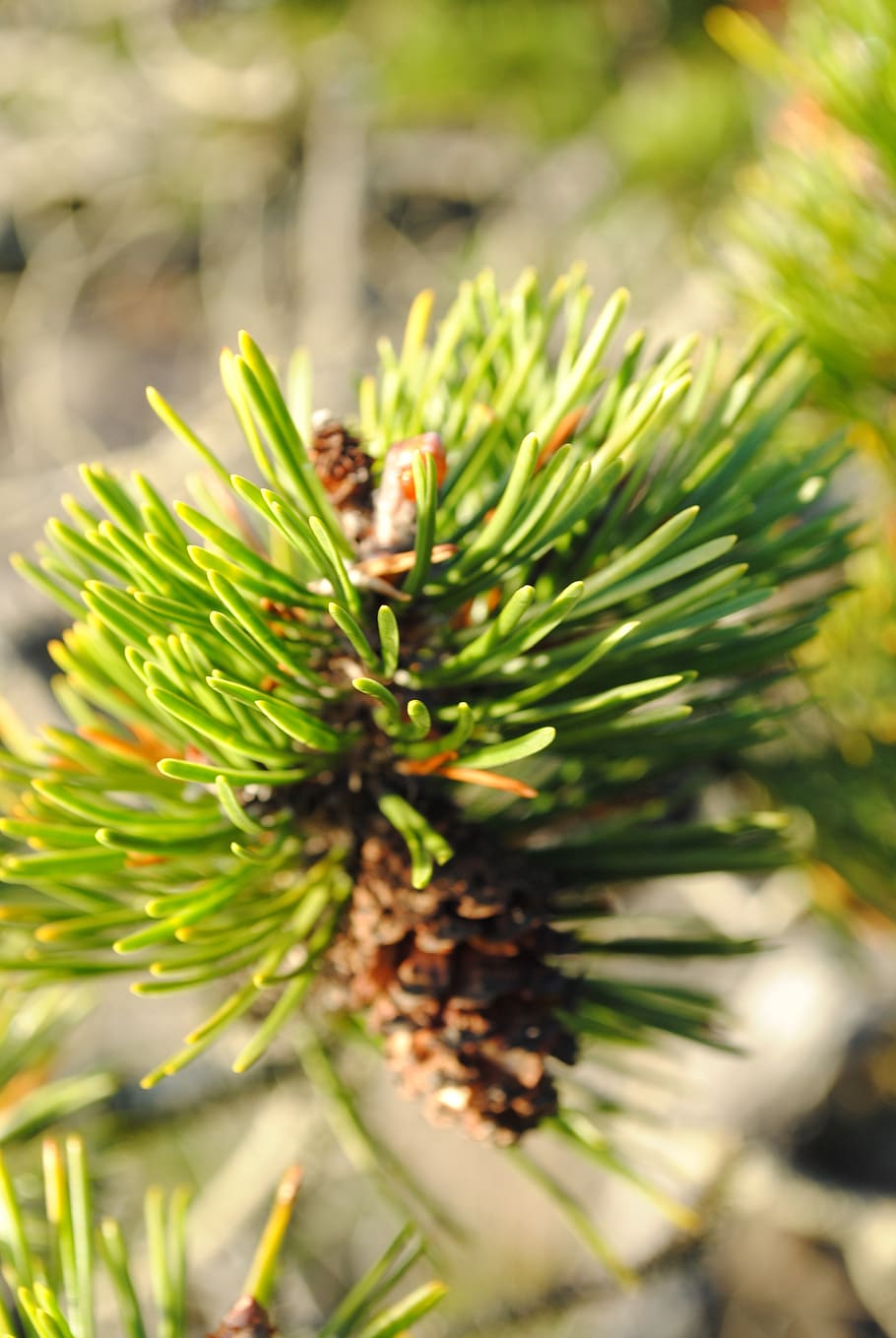 needle, tree, nature, pine, flora, evergreen, cone, conifer, spruce, outdoors