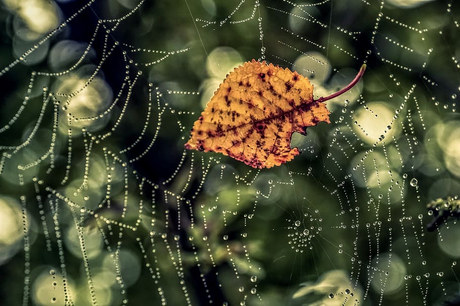 cobweb, dewdrop, leaf, fall color, morgentau, nature, drip, spider webs, cobwebs, beaded