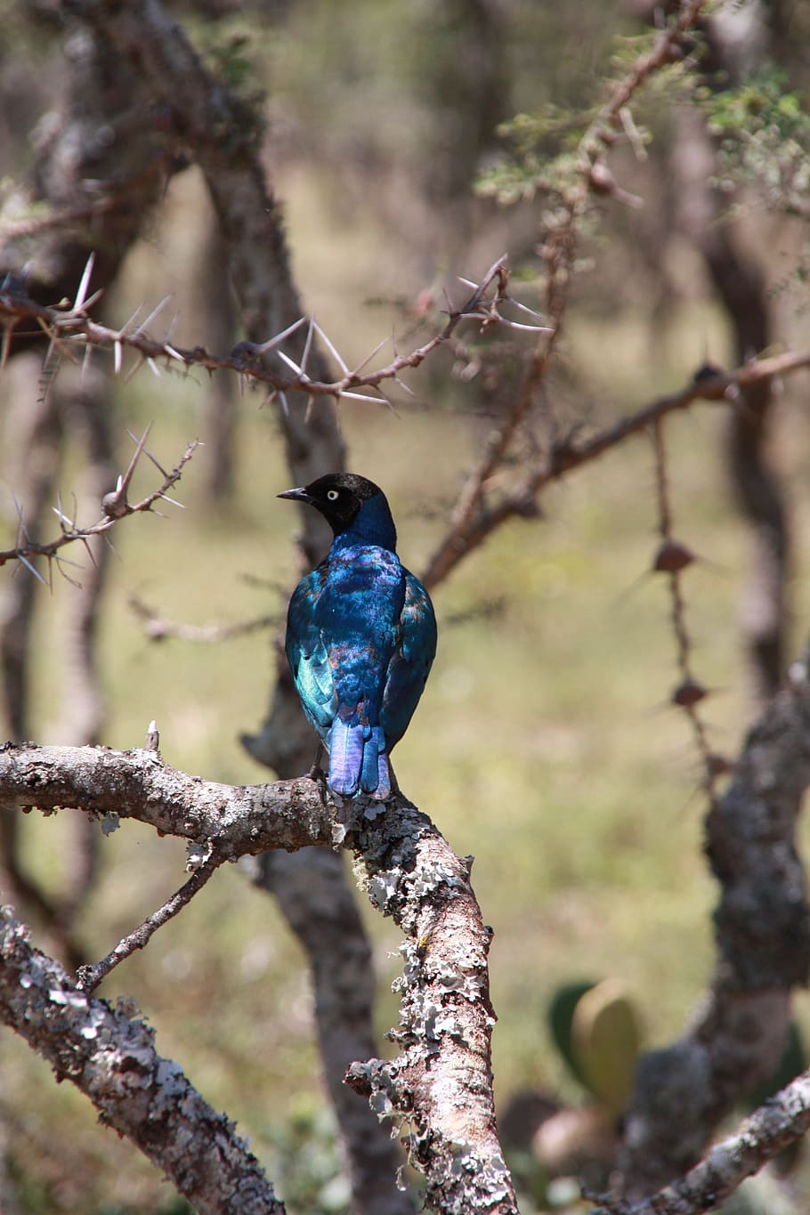 kenia, pájaro, azul, áfrica, excelente estornino, lamprotornis superbus, estornino, rama de árbol, iridiscente, verde