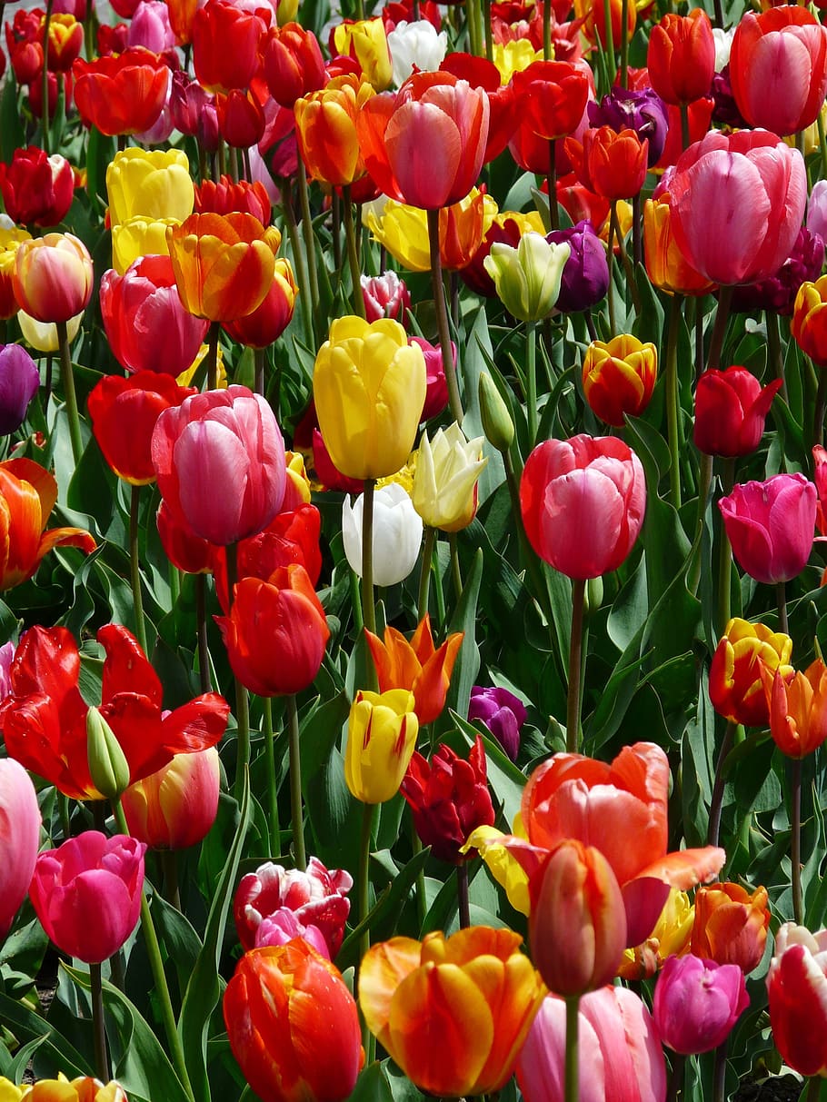 tulip field, tulips, tulpenbluete, flowers, colorful, color, spring, bloom, tulipa, ornamental plant