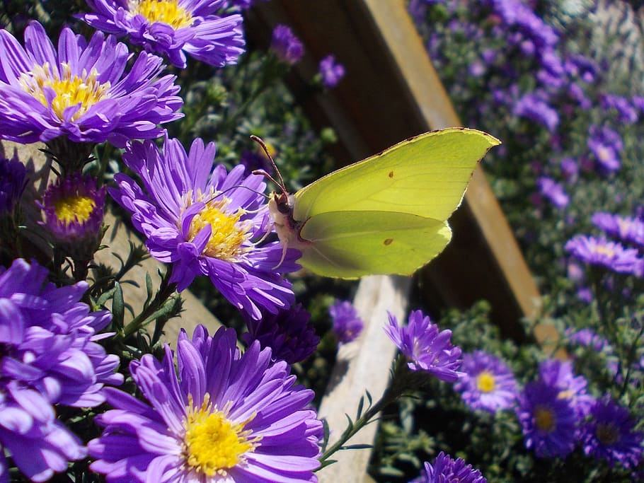 gonepteryx rhamni, asters, insect, butterfly, white ling, garden, herbstaster, close, yellow, flowering plant