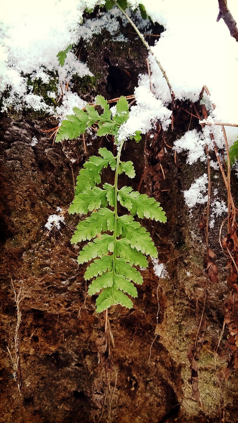 forest, winter, snow, poland, rumia, fern, polypody, plant part, leaf, growth