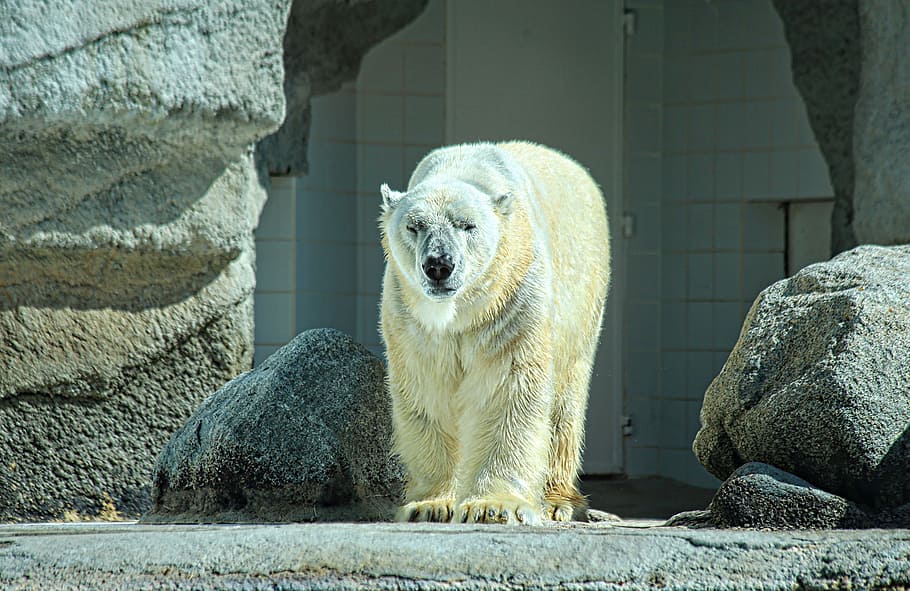 polar, bear, captivity area, white, animal, winter, animals, cold, wild, one animal
