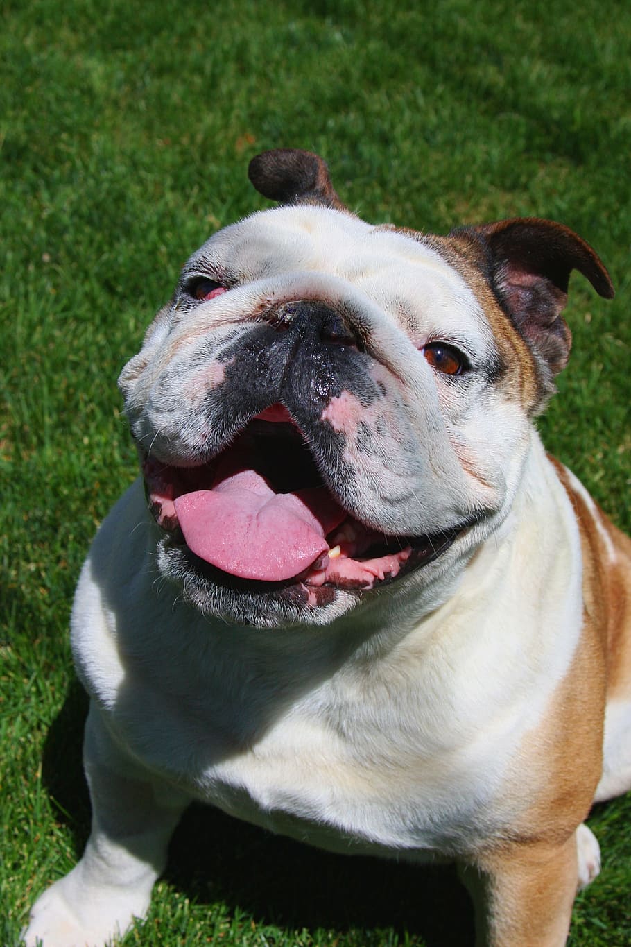 closeup, english, bulldog, tongue, sitting, grass, bull dog, happy, dog, smiling