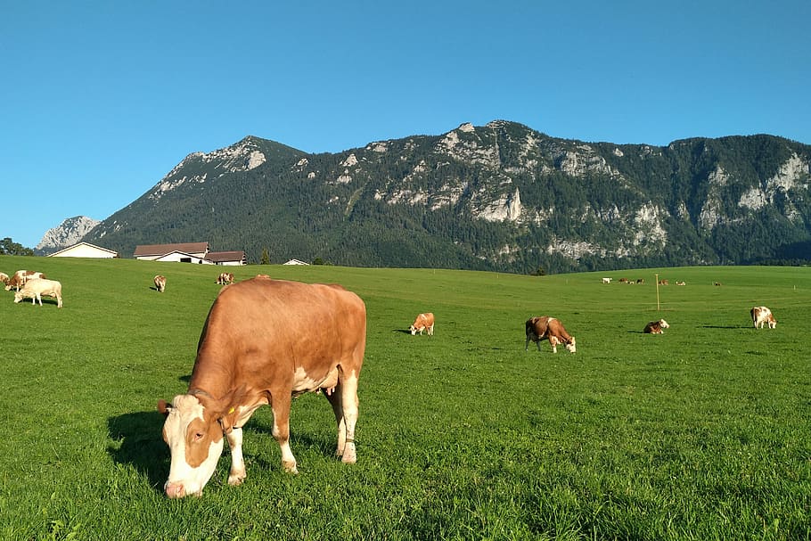cows, inzell, pasture, alm, alpine, brown, evening sun, upper bavaria, bavaria, germany