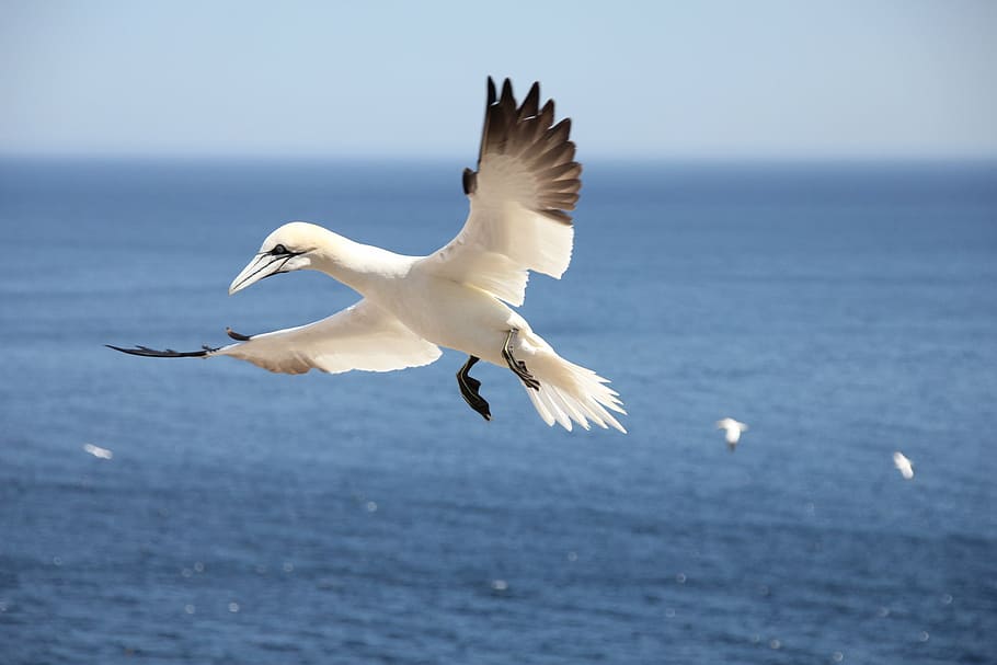 bird, sea, flying, northern gannet, animals in the wild, animal wildlife, animal, animal themes, vertebrate, spread wings