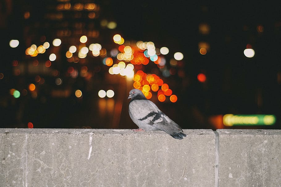 pigeon, standing, concrete, railing, gray, black, wall, nighttime, bird, dove