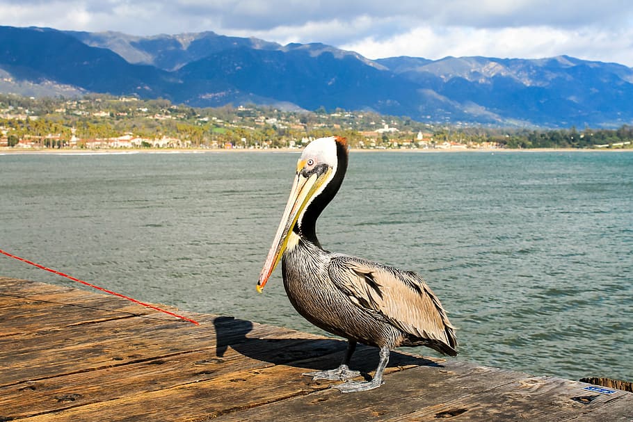 pelicano, em pé, marrom, de madeira, ponte, corpo, água, santa barbara, califórnia, oceano