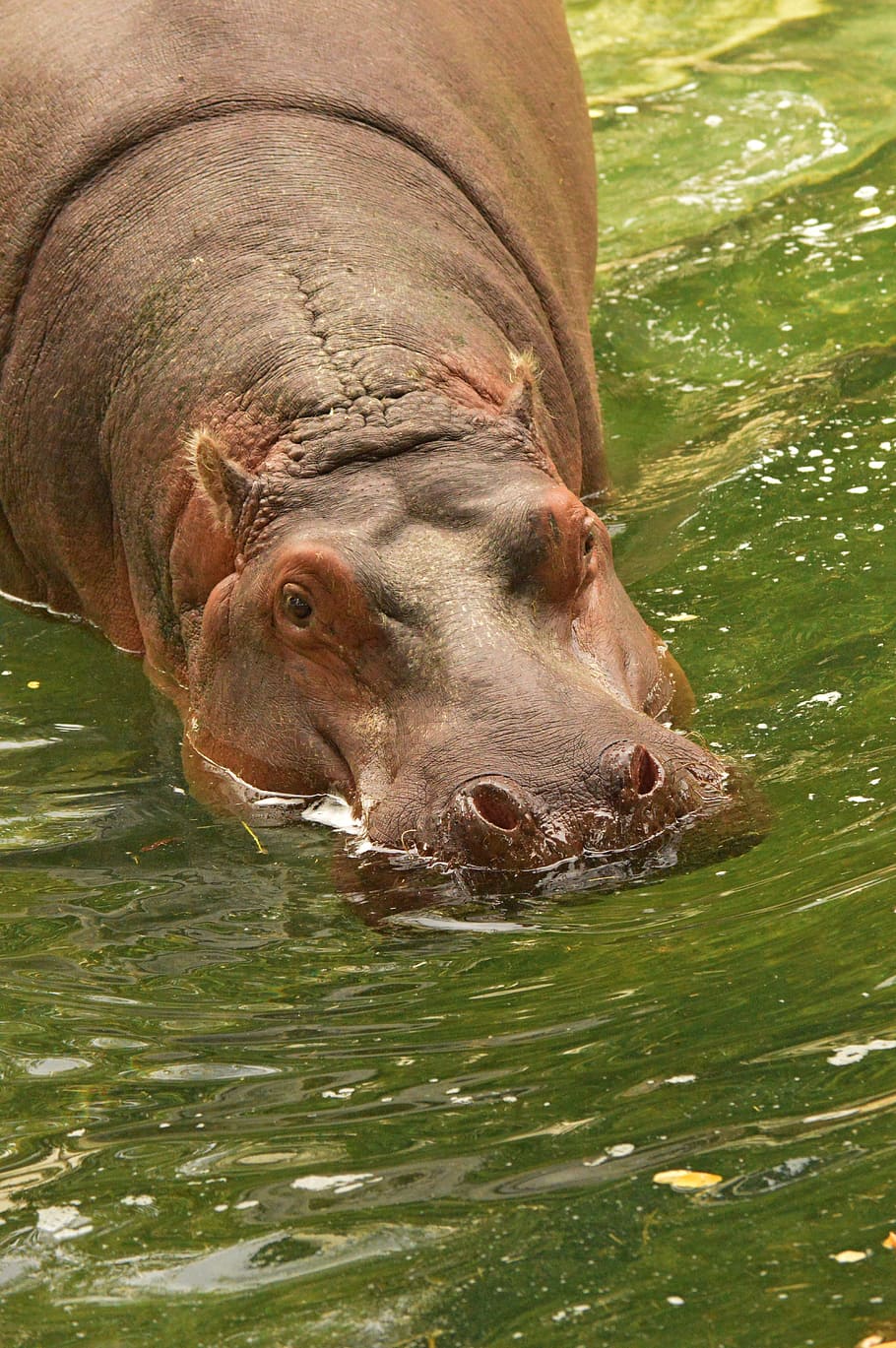 Hipopótamo, agua, zoológico, animal, mamífero, naturaleza, vida silvestre, grande, animales en estado salvaje, marrón