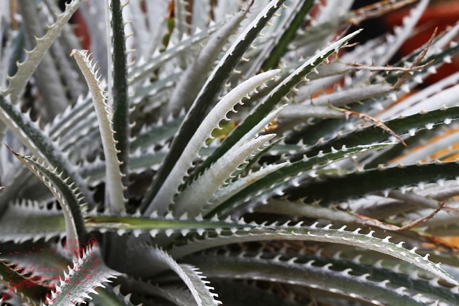 MG, -leafed, plant, close-up, photography, growth, leaf, plant part, aloe vera plant, nature
