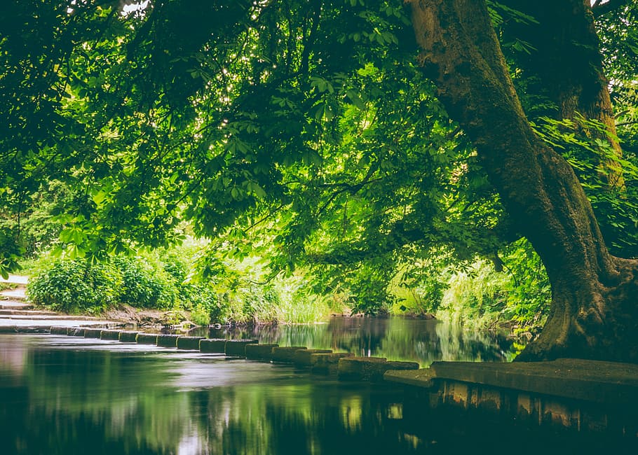 trees, body, water, green, plant, nature, forest, reflection, landscape, tree