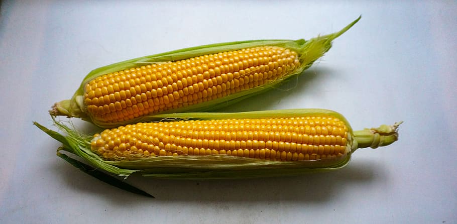 ear of corn, leaves, light background, corn, corn cobs, nutrition, harvest, food, nature, plant
