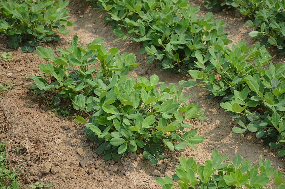 kacang tanah, tanaman, pertumbuhan, pertanian, kebun, organik, bunga, tanah, daun, bagian tanaman