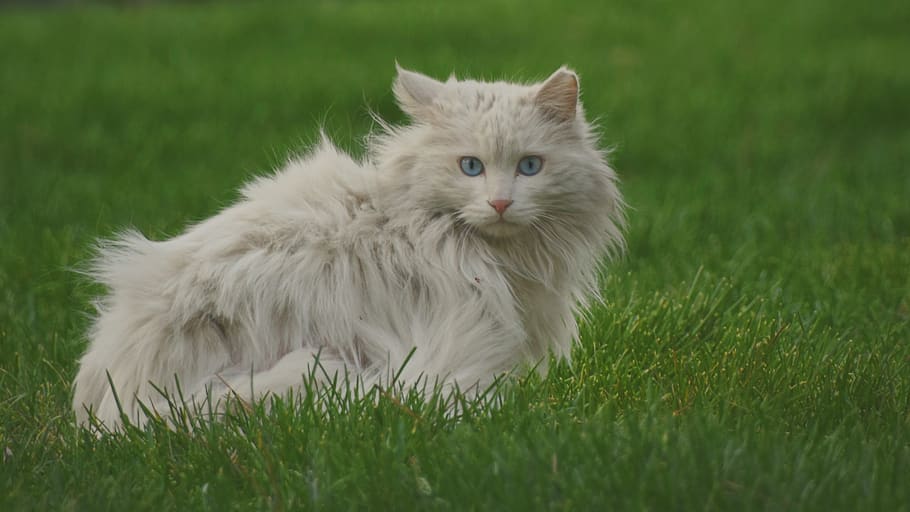 Green Cat. The Grinning Kitten.