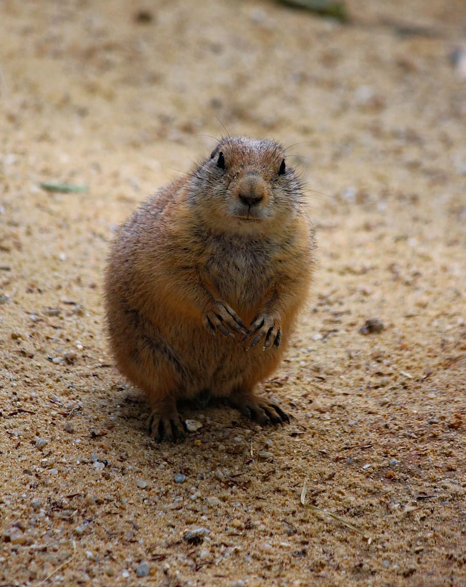 prairie dogs, prériový, cub, rodent, mammal, animal, view, standing ...