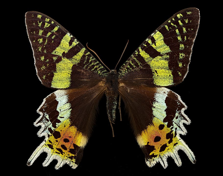 Urania, ripheus, Madagascar, 2016, Lemur of Madagascar butterfly, sayap binatang, kupu-kupu - serangga, serangga, invertebrata, satwa liar