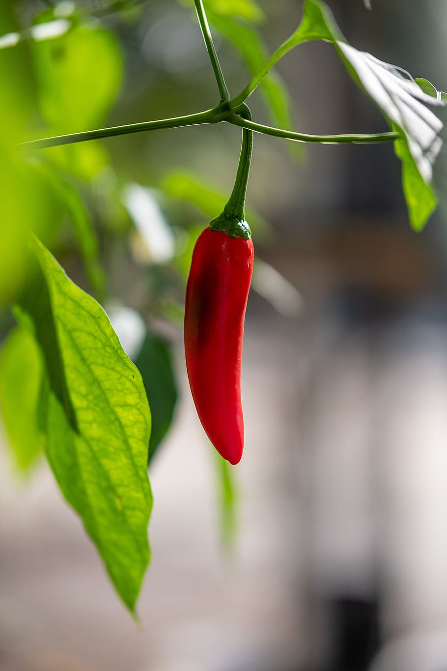 red, chilli, pepper, plant, spices, spicy, ingredient, vegetable, natural, fresh
