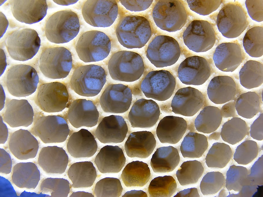 bees, diaper, honey, wasps, cells, drone, hexagon, hex, food, insect