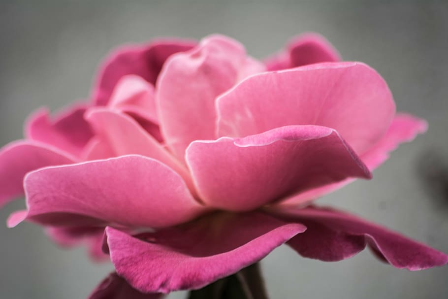 fotografi makro, warna merah muda, bunga, tutup, fotografi, daun bunga, mawar, tanaman, bunga mawar, close-up