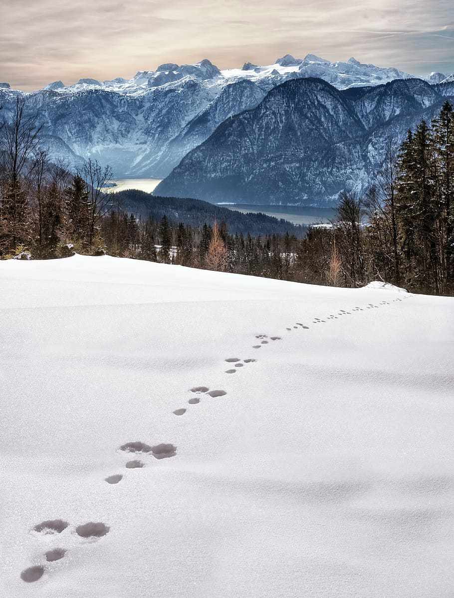 footprints, snow field, wintry, snow, traces, winter magic, winter, cold, snowy, hiking