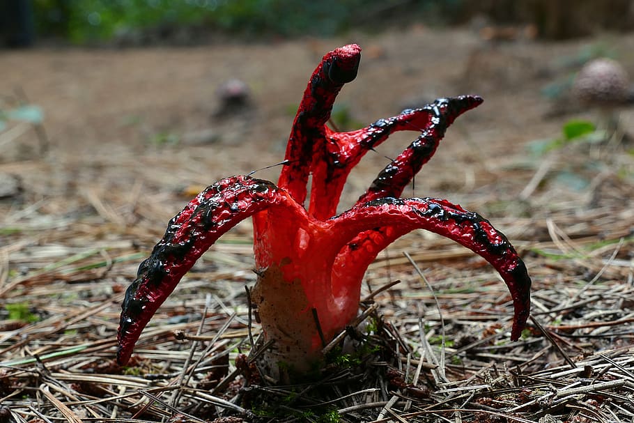 Clathrus archeri, stinkhorn, devil's fingers mushroom, red, land, focus on foreground, nature, field, close-up, growth
