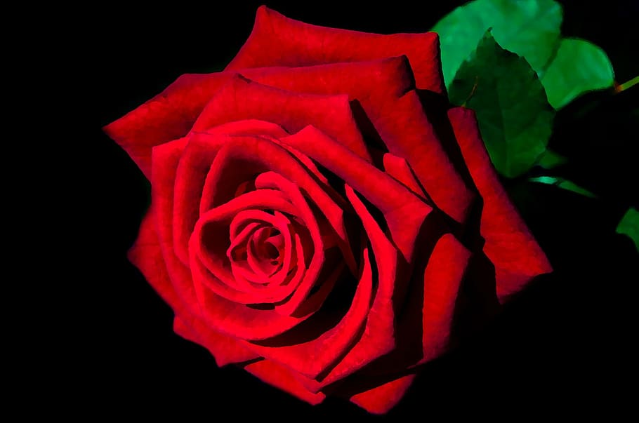 rosa roja, pintura, rosa, arte, pintado, rojo, flor, amor, día de san valentín, olvidar