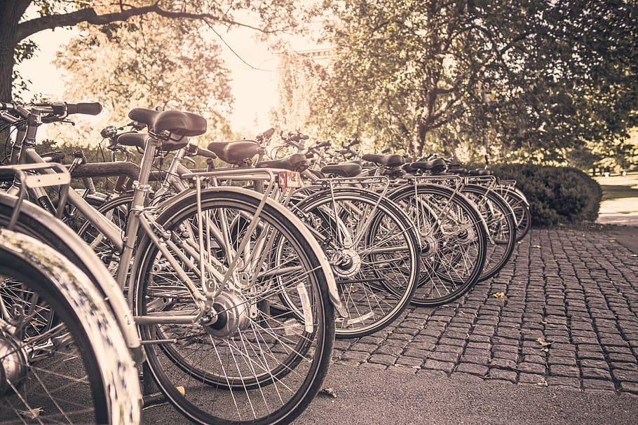 bikes, bicycles, racks, cobblestone, park, trees, transportation, tree, land vehicle, mode of transportation