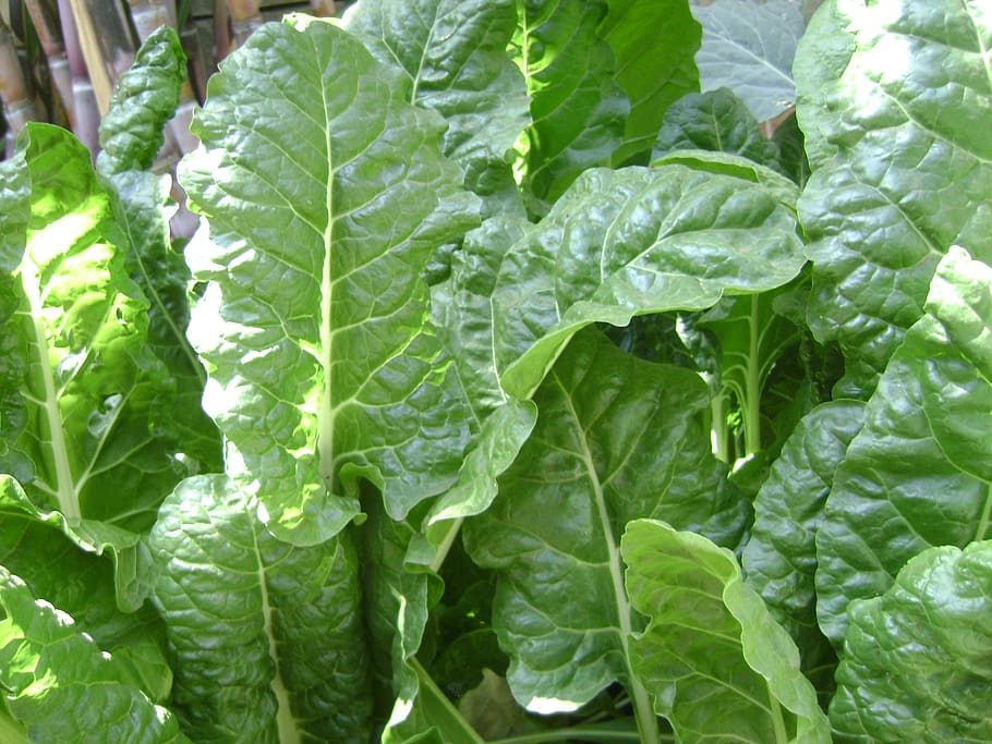 spinach, vegetable, fresh, organic, food, farm, garden, leaf, plant part, green color