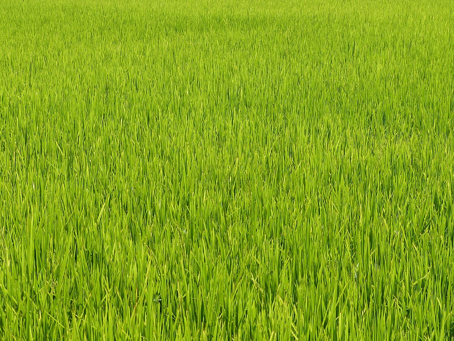Vietnam, Asia, Rice, Field, Paddy, rice, field, green, rice plantations, landscape, plantation