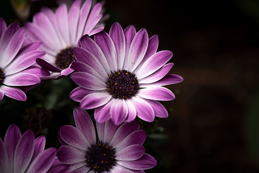cape daisies, flowers, bloom, garden, in the garden, spring, nature, flora, close up, flowering plant