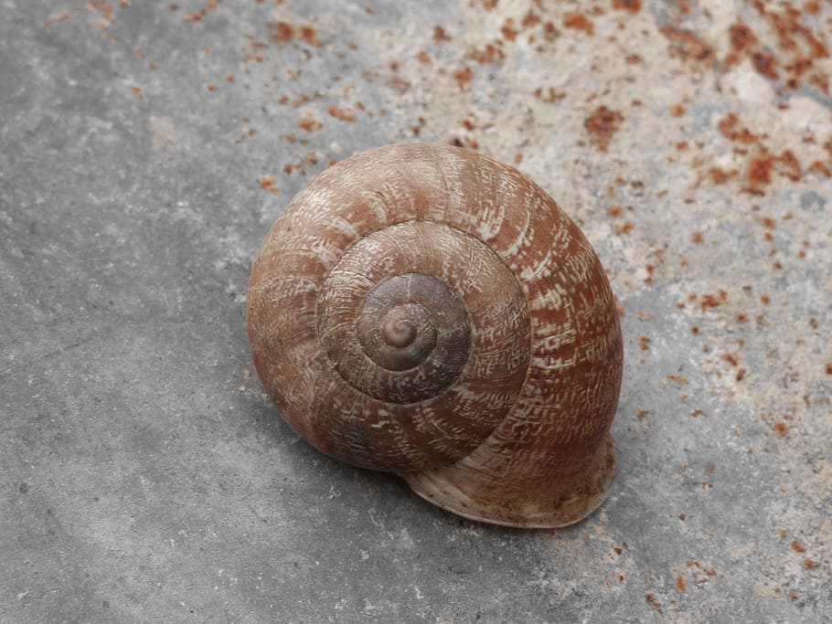 Snail, Shell, Spiral, Texture, snail, shell, animal shell, one animal, gastropod, animal themes, animal